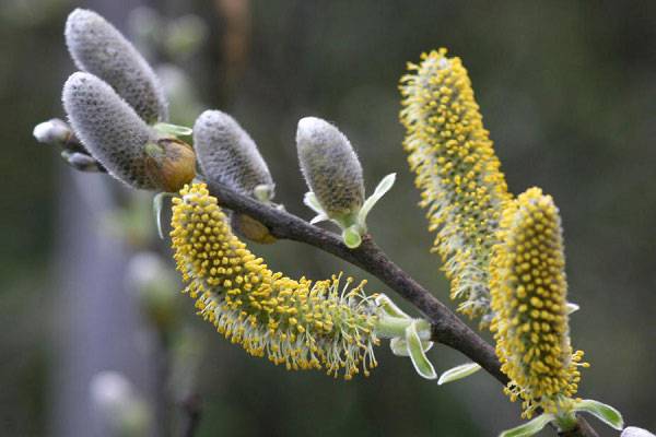 عرق بیدمشک